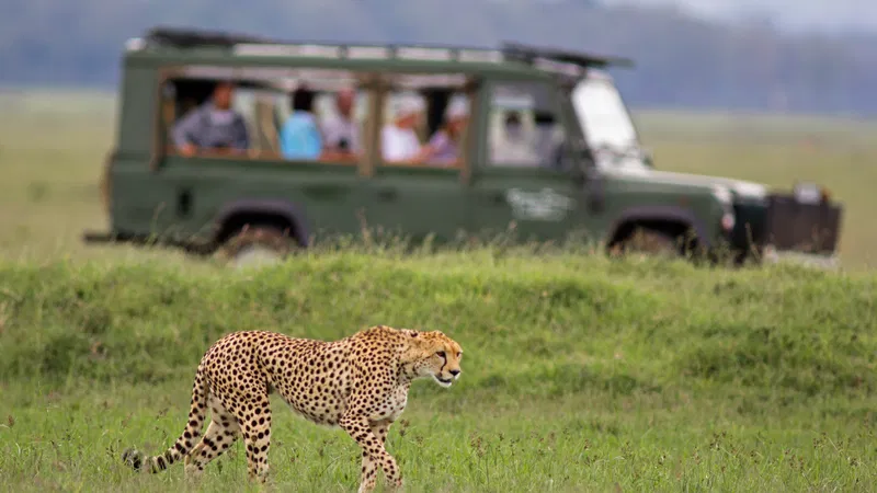 City Tours Safaris
